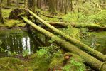 PICTURES/Sol Duc - Ancient Groves/t_Fallen Logs2.JPG